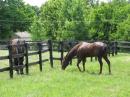 Some beasts we ran into at KB8GHW's. We dont get to see horses much.