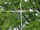 The Mighty K1MMH tree antenna