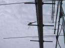 One of many winged visitors in FM28be...this one checking our our 903 Yagi.